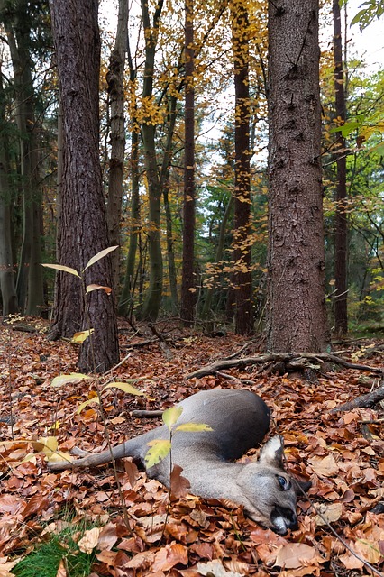 Saddle River| Deer Protest September 12, 2020